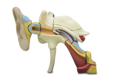 Yapay insan kulağı modeli