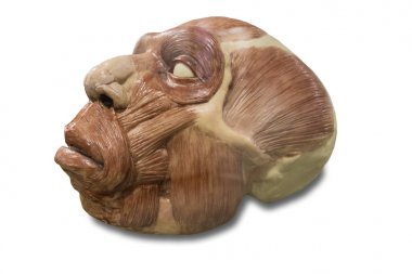 Neandertal baş kasları
