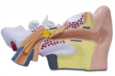 Yapay insan kulağı modeli