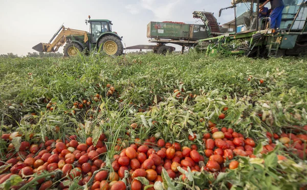 Macchine semoventi per la raccolta del pomodoro in parallelo con il trattore tr — Foto Stock