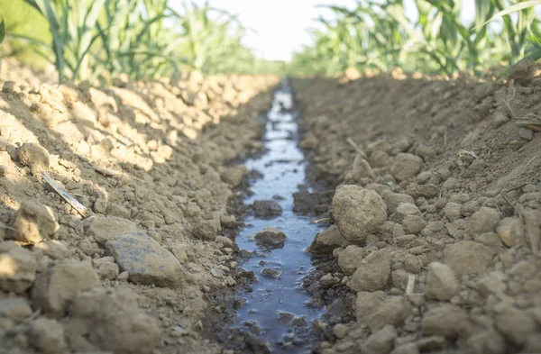 Water stream flows by dry ground at cornfield