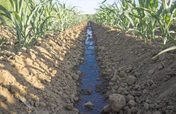 Wasserlauf fließt durch trockenen Boden am Maisfeld — Stockfoto