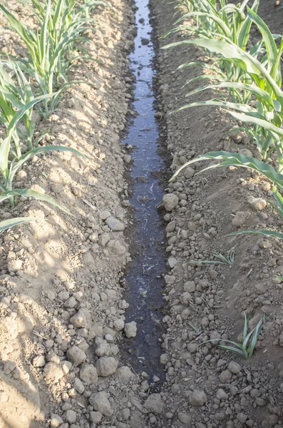 Water stream flows by dry ground at cornfield — Stock Photo, Image