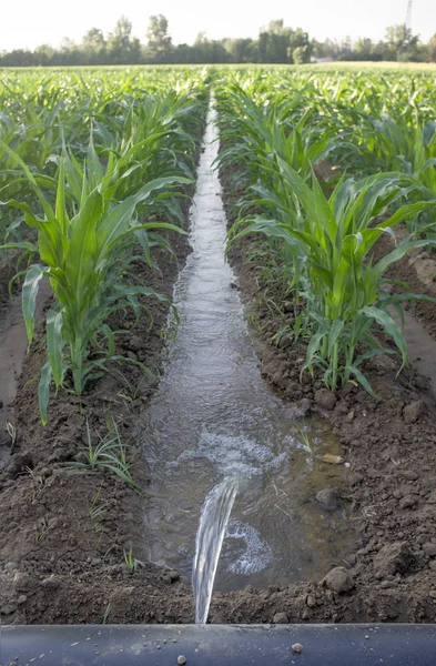 平らな等級のトウモロコシ畑のための横平らな灌漑管システム, — ストック写真