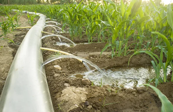 Flexibles Bewässerungsschlauchsystem an einem sonnigen, heißen Tag — Stockfoto