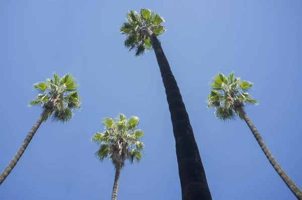 High palm trees against blue sky — Stock Photo, Image