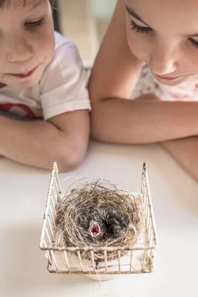 Malí bratři pozorují hnízdo se dvěma kuřaty zlatky — Stock fotografie