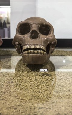 Homo Erectus kafatası