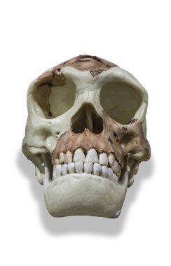 Homo antecessor kafatası. Izole