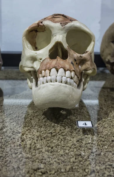 Teschio di Homo antecessor — Foto Stock