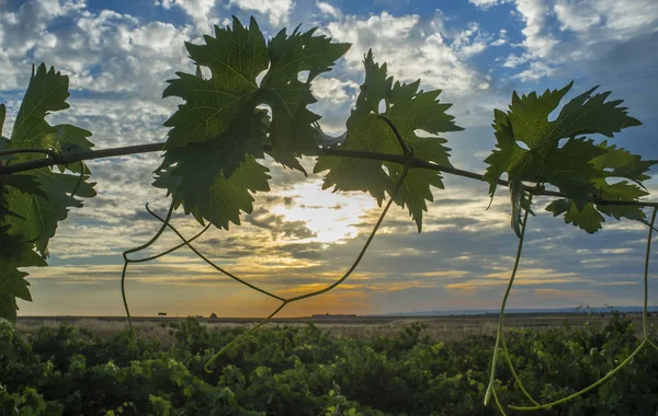 Reben Plantage unter Juni Sonnenuntergang Licht und bewölkten blauen Himmel — Stockfoto