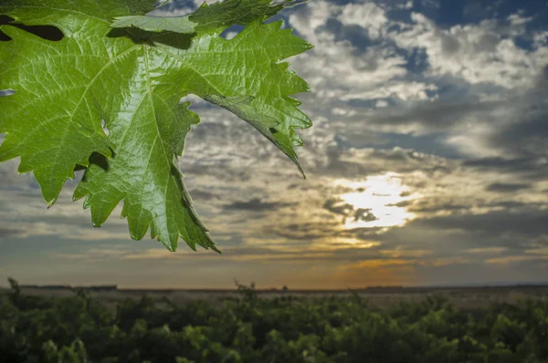 Reben Plantage unter Juni Sonnenuntergang Licht und bewölkten blauen Himmel — Stockfoto