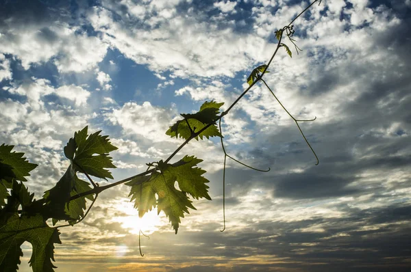Reben Plantage unter Juni Sonnenuntergang Licht und bewölkten blauen Himmel — Stockfoto