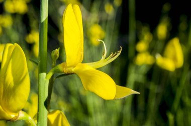 Ap'deki ekstremaduran dehesa ormanlarında çiçekli cytisus scoparius