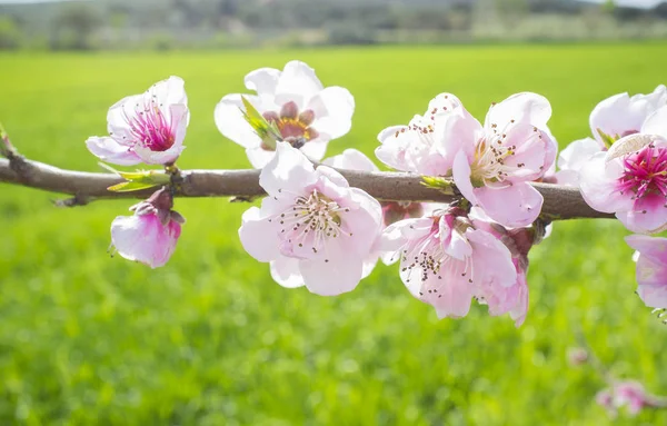 Almond tree flowers blossoming in springtime — Stock Photo, Image