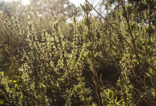 Plante méditerranéenne de lavande au coucher du soleil en hiver — Photo