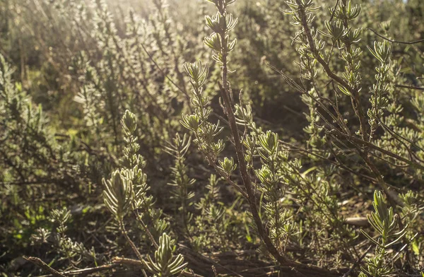Plante méditerranéenne de lavande au coucher du soleil en hiver — Photo