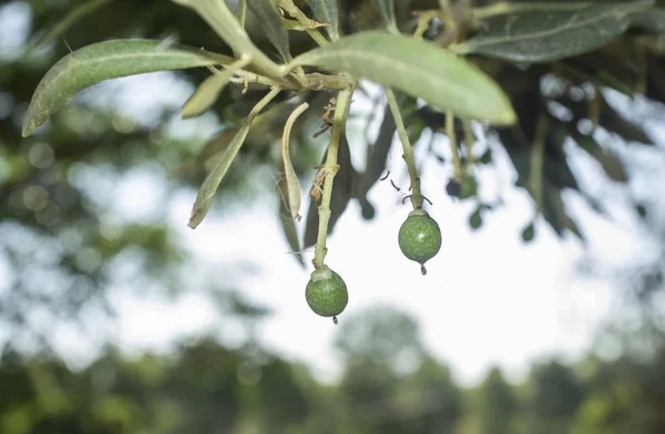 Fase inicial de maduración de los frutos de oliva — Foto de Stock