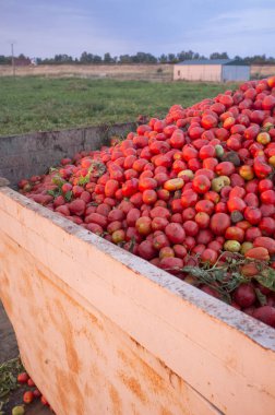 Sadece domates alanında yüklü gondol tankı hasat