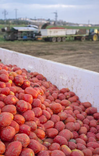 Tomates recién cosechados cargados en el remolque de góndola para ser remolcados por — Foto de Stock