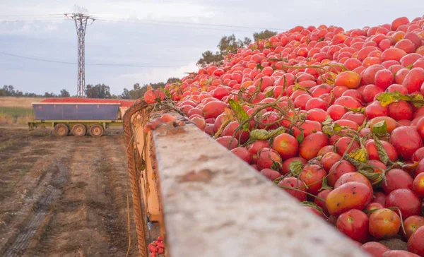토마토 밭에서 장전된 곤돌라 탱크를 수확하기만 하면 됩니다. — 스톡 사진