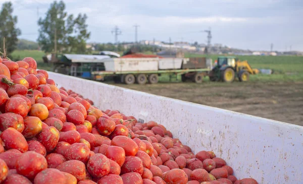 Pomodori appena raccolti caricati sul rimorchio della gondola da trainare — Foto Stock