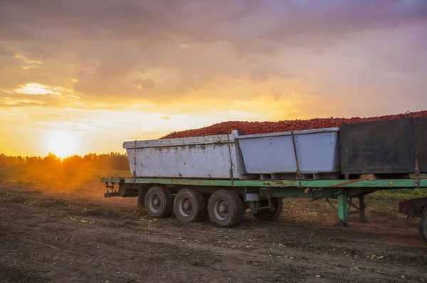 Trattore trasporto tre contenitori gondole attraverso pomodori fie — Foto Stock