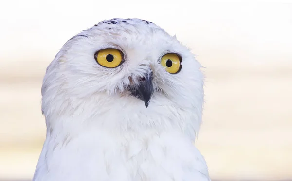 Snowy owl head shot or Bubo scandiacus — Stock Photo, Image