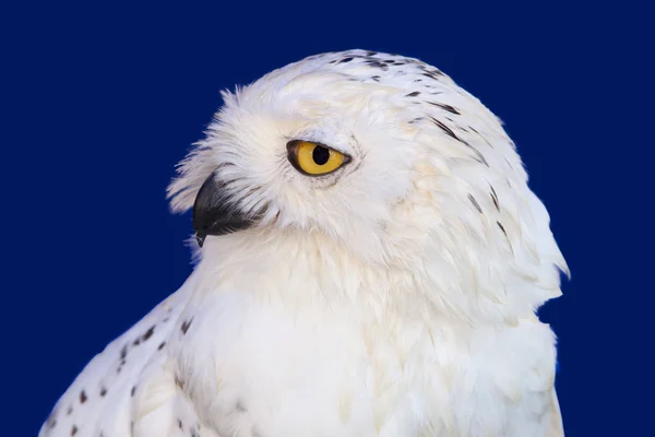 Snowy owl head shot or Bubo scandiacus — Stock Photo, Image
