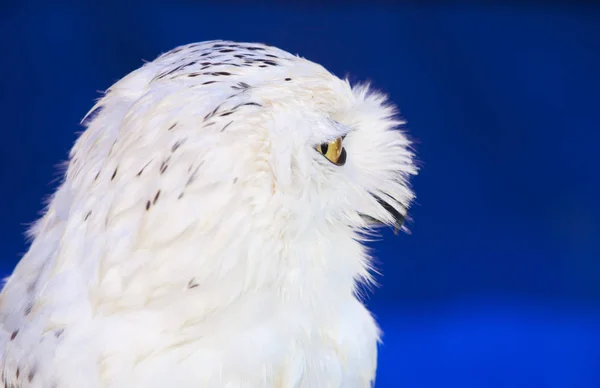 Snowy owl head shot or Bubo scandiacus — Stock Photo, Image