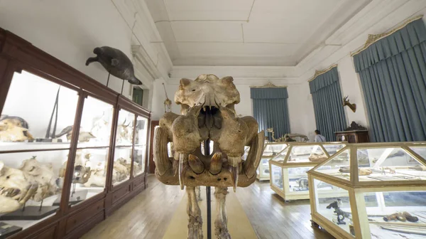 Музей науки Университета Коимбры. Скелет Гиппопотама — стоковое фото