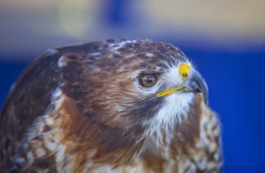 Kızıl kuyruklu şahin veya Buteo jamaicensis.