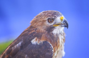 Kızıl kuyruklu şahin veya Buteo jamaicensis.