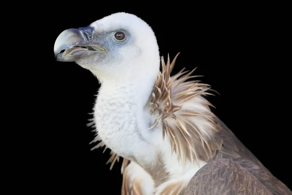 Griffon Keselyű vagy Gyps fulvus ültetett — Stock Fotó