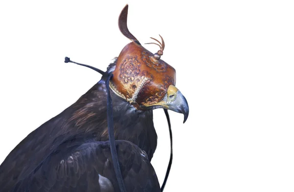 Aigle royal ibérique recouvert d'une capuche en cuir — Photo