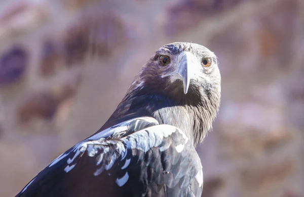 Испанский имперский орёл или Акила адалберти — стоковое фото