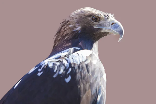 Spanish imperial eagle or Aquila adalberti — Stock Photo, Image