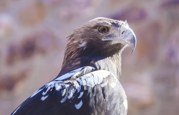 Spaanse keizerarend of Aquila adalberti — Stockfoto