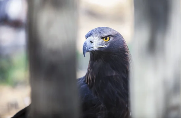 Iberischer Steinadler oder Aquila chrysaetos homeyeri — Stockfoto