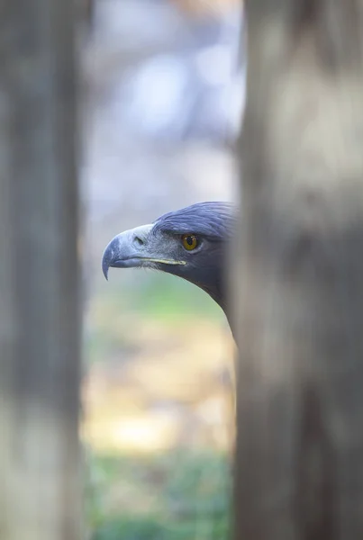 Ιβηρικός χρυσός αετός ή Aquila chrysaetos homeyeri — Φωτογραφία Αρχείου