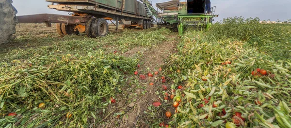 Raccoglitore semovente di pomodori al lavoro. Las Vegas Bajas del Guadian — Foto Stock