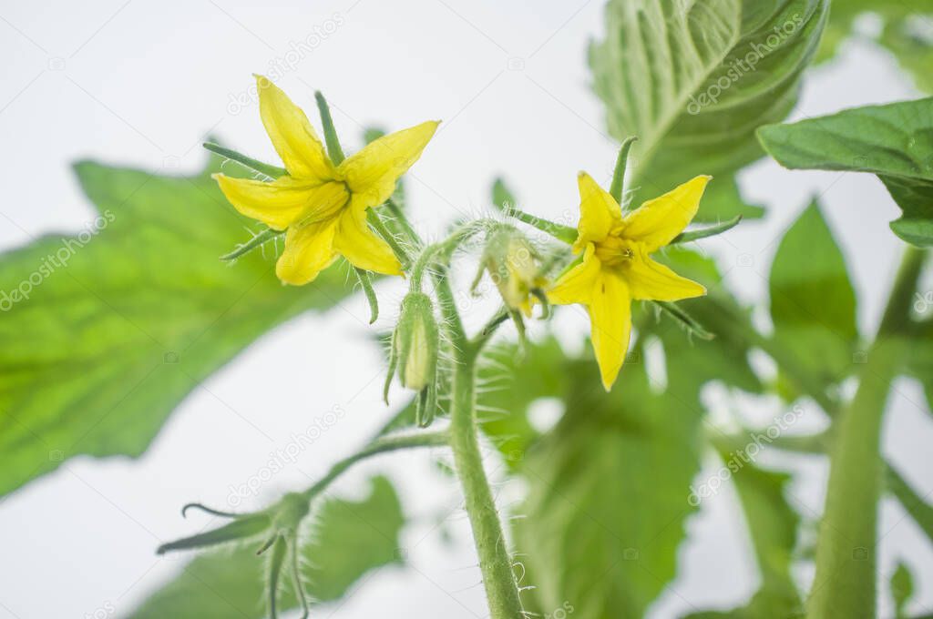 Young tomato plant flowers