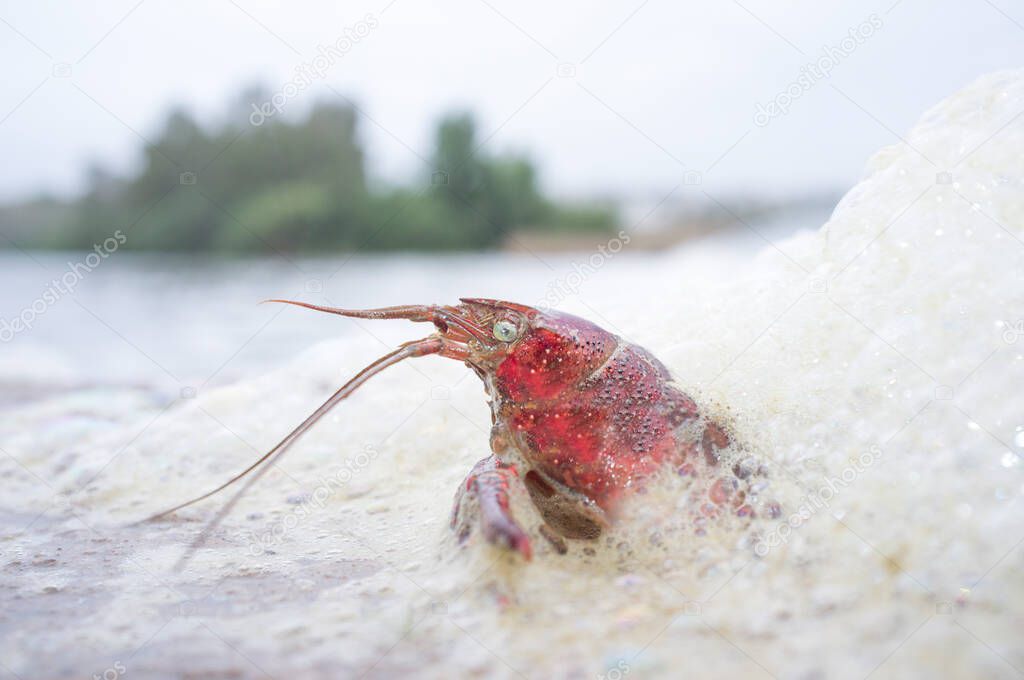 Crawfish full of foam at polluted river. Selective focus