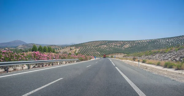 Reizen Langs Olijfbomen Tussen Cordoba Malaga Andalusië Spanje — Stockfoto