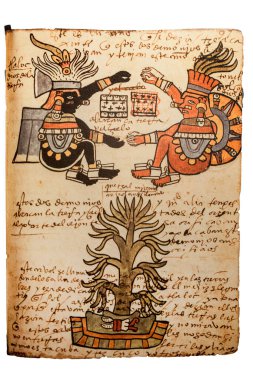 Cacao tree. Codex Tudela, 16th-century pictorial Aztec codex. Museum of the Americas, Madrid, Spain clipart