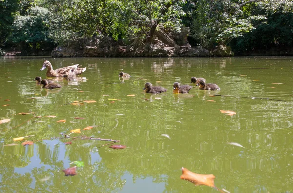 Família Duck Lagoa Principal Campo Grande Grande Parque Público Localizado — Fotografia de Stock