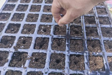 Springtime propagation gardening tasks. Seed distribution