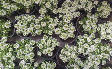 Karton kutunun içindeki alyssum maritimum saksıları ekilmeye hazır. Süslü ve toprak örtülü bitkiler