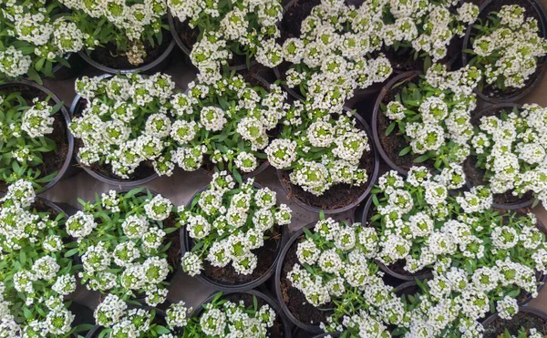 Karton kutunun içindeki alyssum maritimum saksıları ekilmeye hazır. Süslü ve toprak örtülü bitkiler