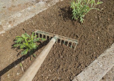 Raking the soil after planting the root balls. Transplanting tasks in gardens